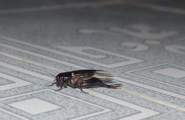 Cricket on a tile floor
