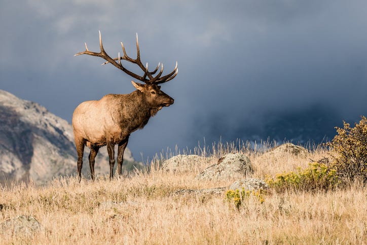 Colorado Bull Elk in Rut.