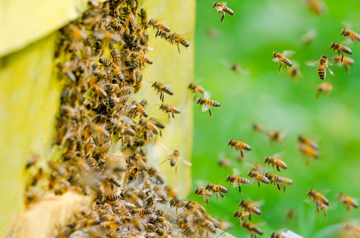 bees