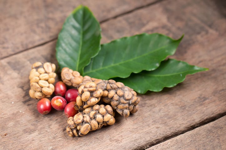 Coffee bean berries