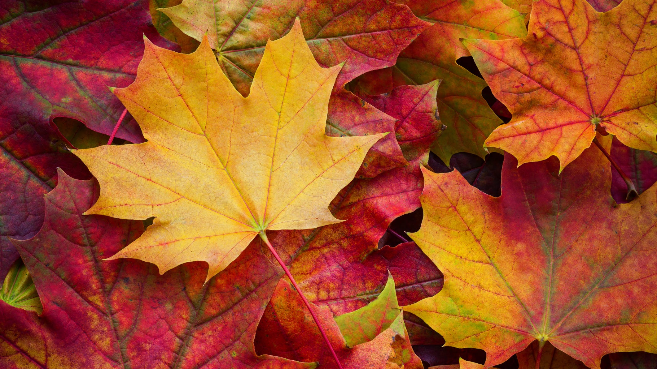 Explained: why some leaves turn yellow, others red