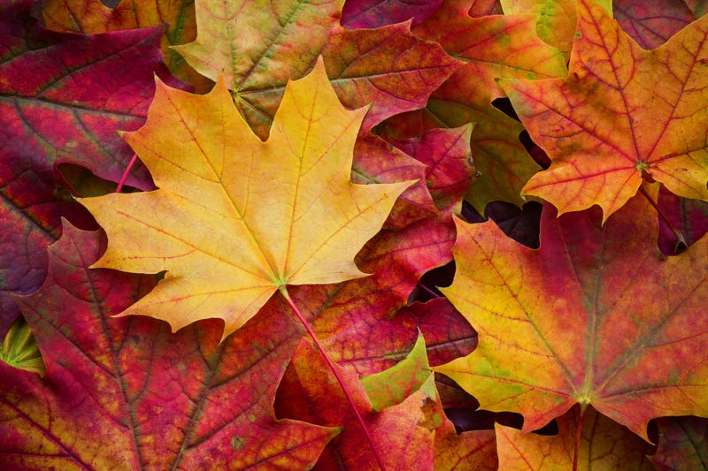fall leaves