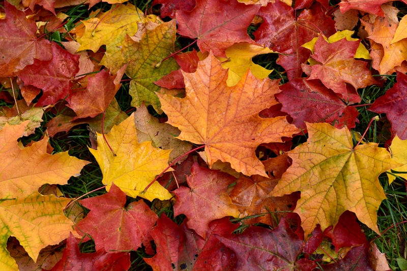 Drought causing leaves to fall sooner and more likely to be shades of brown than traditional autumn colors