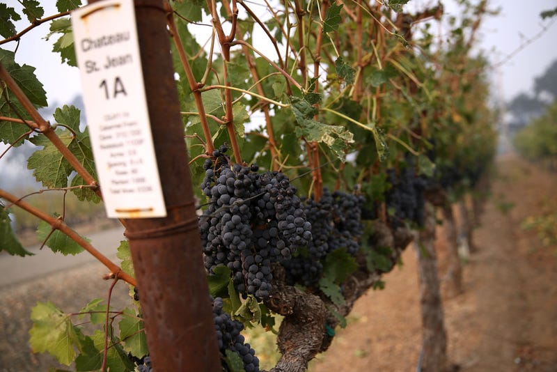 Grapes hang from a vine at Chateau St. Jean winery on October 10, 2017 in Kenwood, California. 
