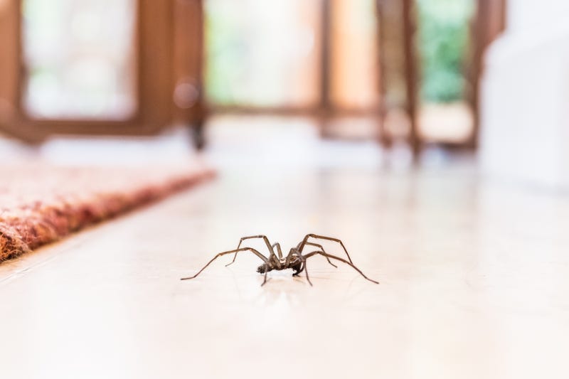 Spider in home