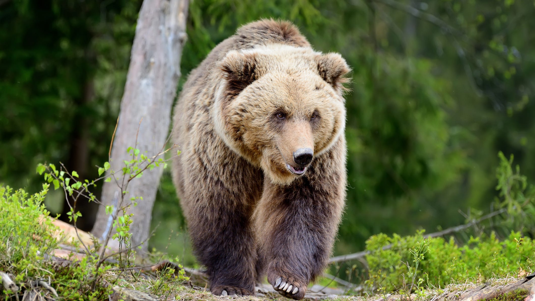WATCH: Bear cub goes after giant inflatable reindeer