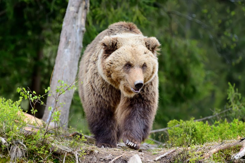 Bear stock photo.