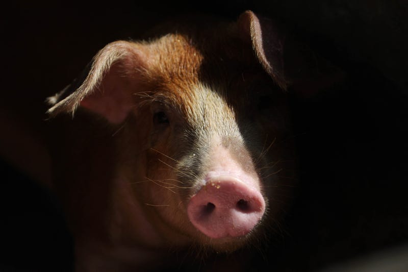 The country has recorded its first human infections of Swine Flu of the year after officials with the CDC confirmed two cases linked to different agricultural fairs in Michigan.