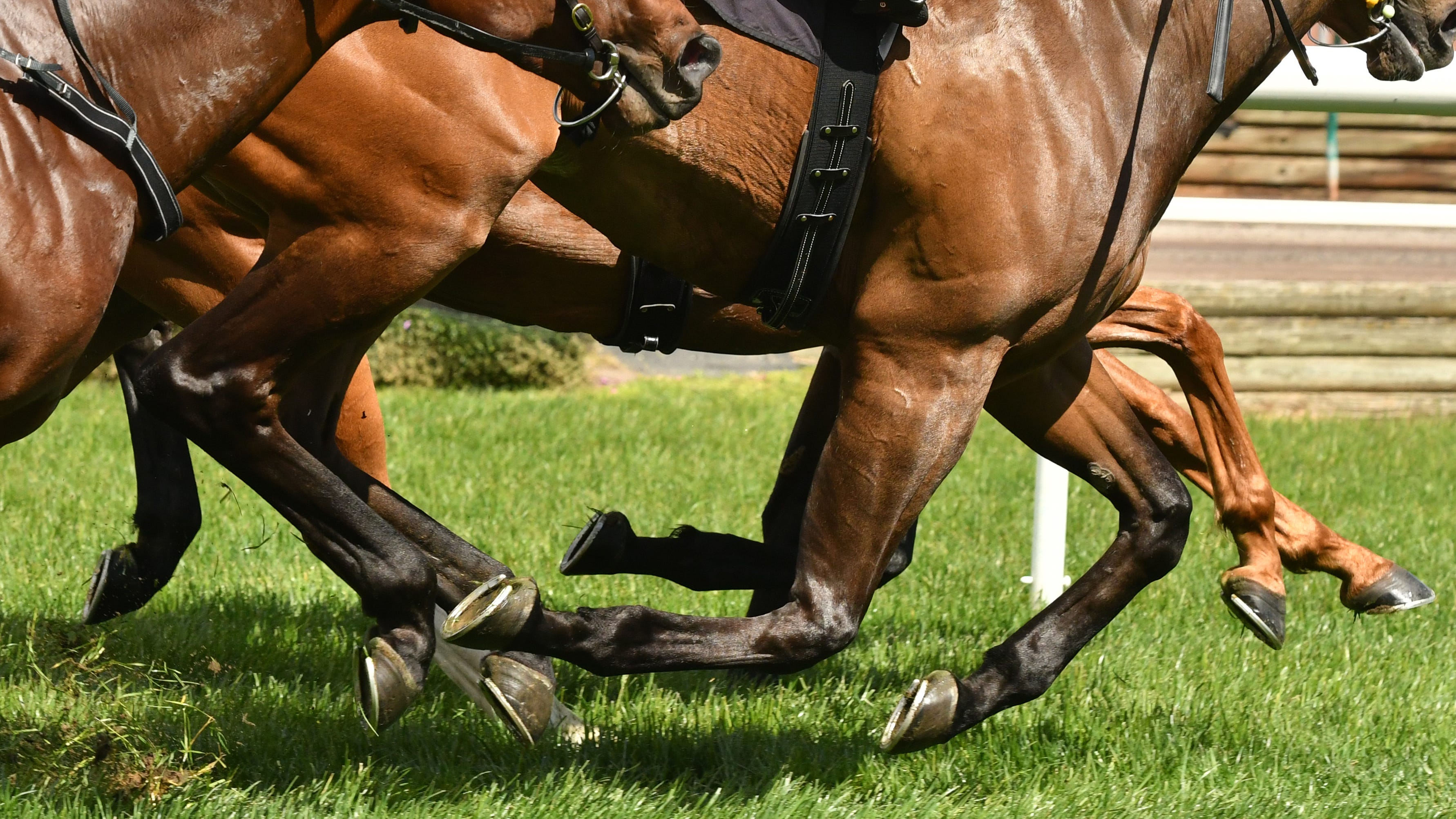 Horse dies after race at Los Alamitos; second death in last four days