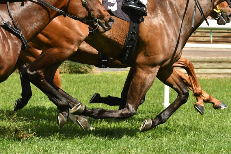 racehorse