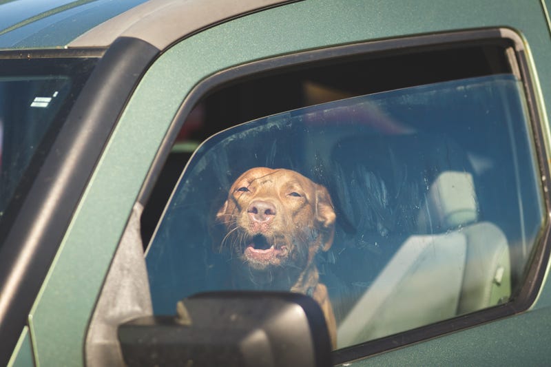 Stock image of a dog looking out a car window.