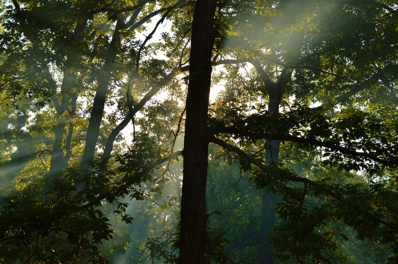 An 8-year-old boy sustained "traumatic, life-changing accident" after a tree came crashing down on his head at a St. Clair County campground over the holiday weekend, his family said.
