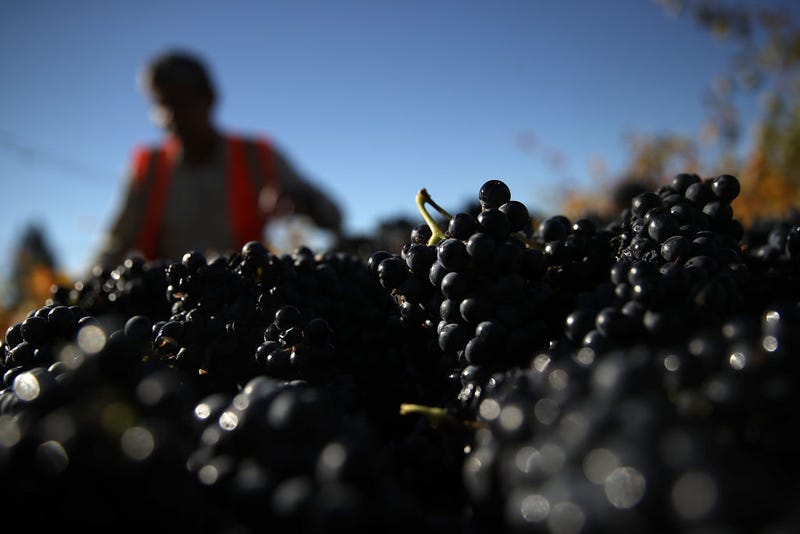 Freshly picked Syrah grapes sit in a bin during a harvest operation on October 25, 2017 in Kenwood, California.