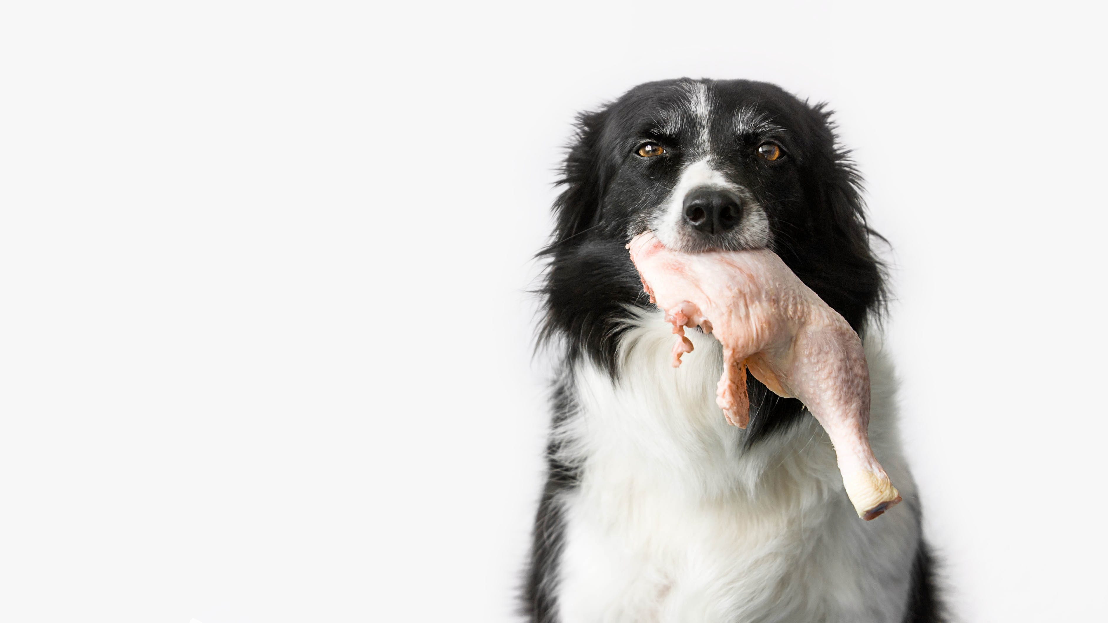 Helpful or Harmful? How the Raw Food Diet could impact your pet's health