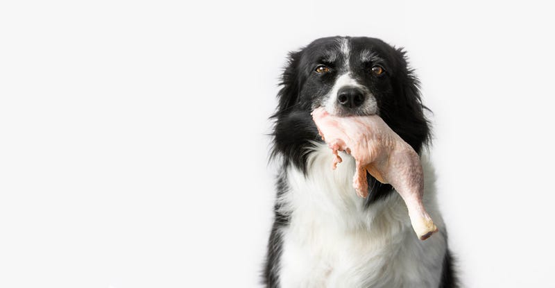 Veterinarians and pet parents can agree: feeding our cats and dogs a nutritious diet is essential for a healthy, happy pet, but the popular raw food diet is one of the more controversial