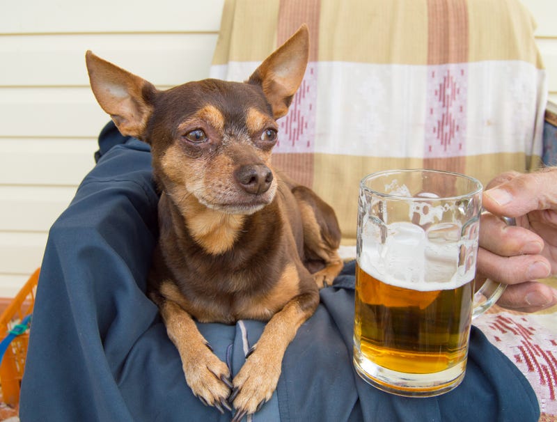 beer, dog