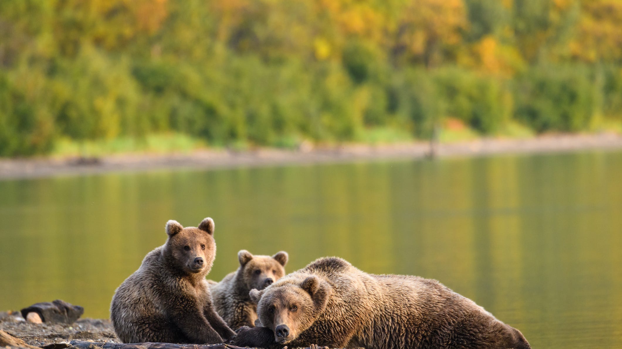 WATCH: Bears frolic in the surf alongside humans at the beach