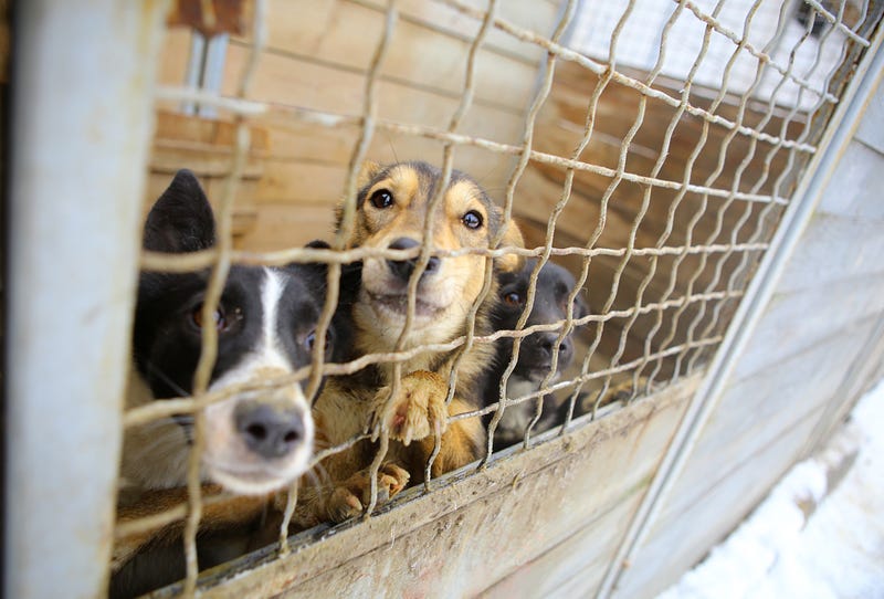 Abandoned dogs in the kennel,homeless dogs behind bars in an animal shelter.Sad looking dog behind the fence looking out through the wire of his cage.
