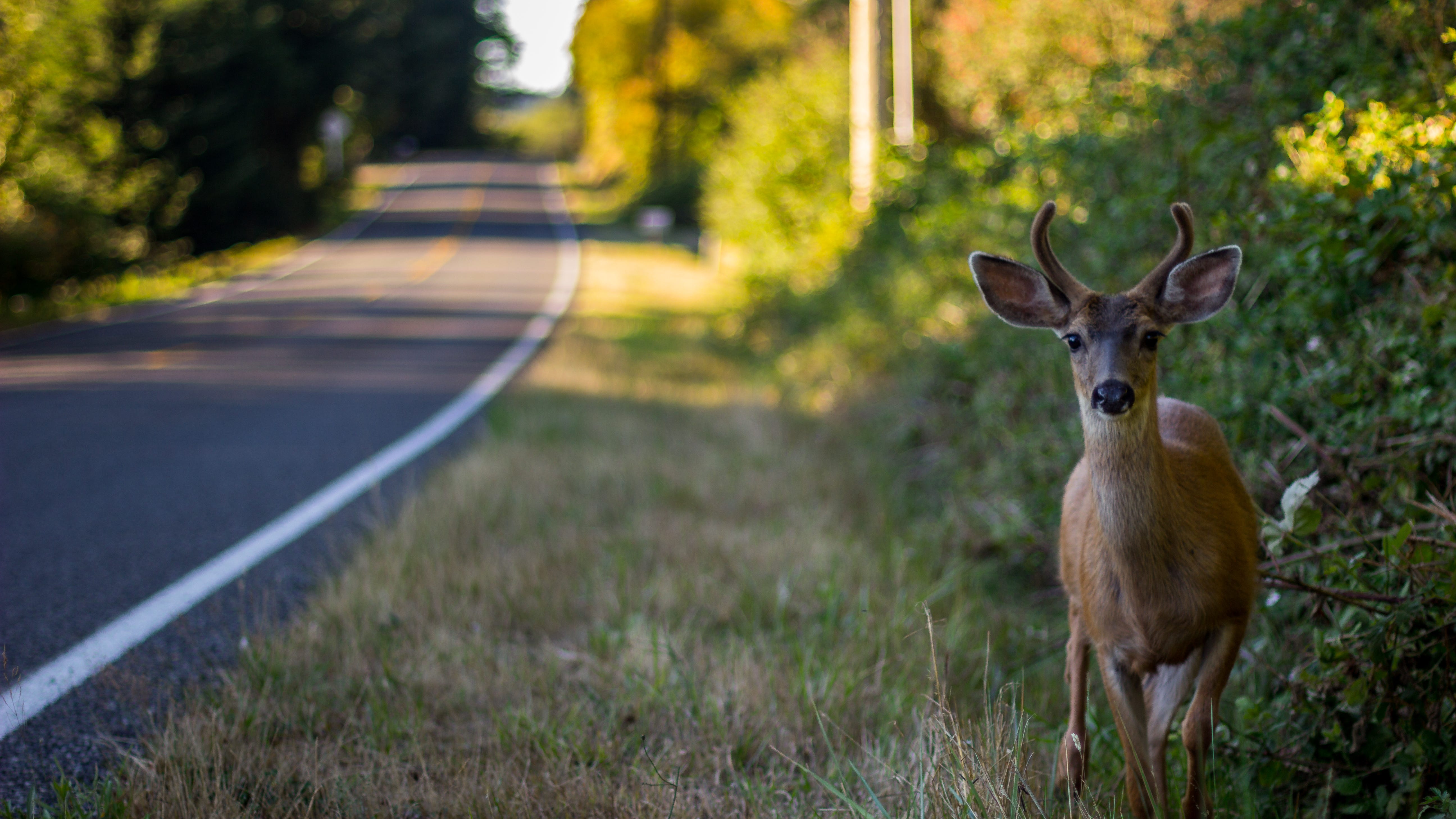 Deer were blamed for 50K crashes in Michigan last year. What should be done about the deer population? Are culls the answer?