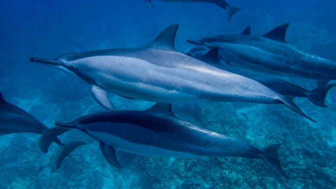 Texas State Aquarium to build new wildlife rehabilitation center