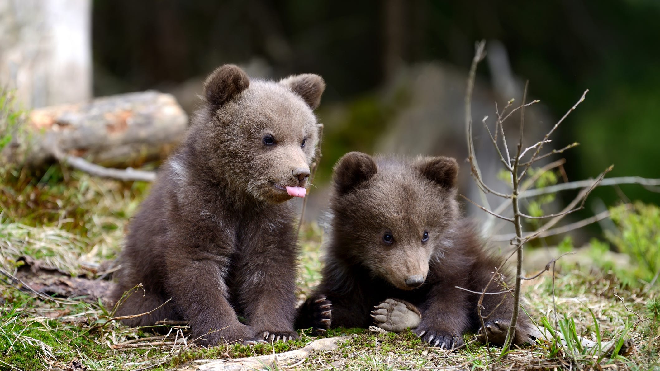 Orphaned bear cubs take road trip to new home in Texas