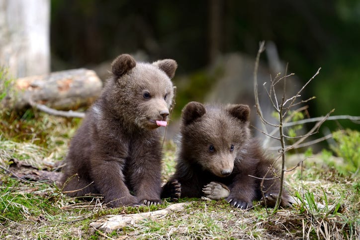 Baby bears.