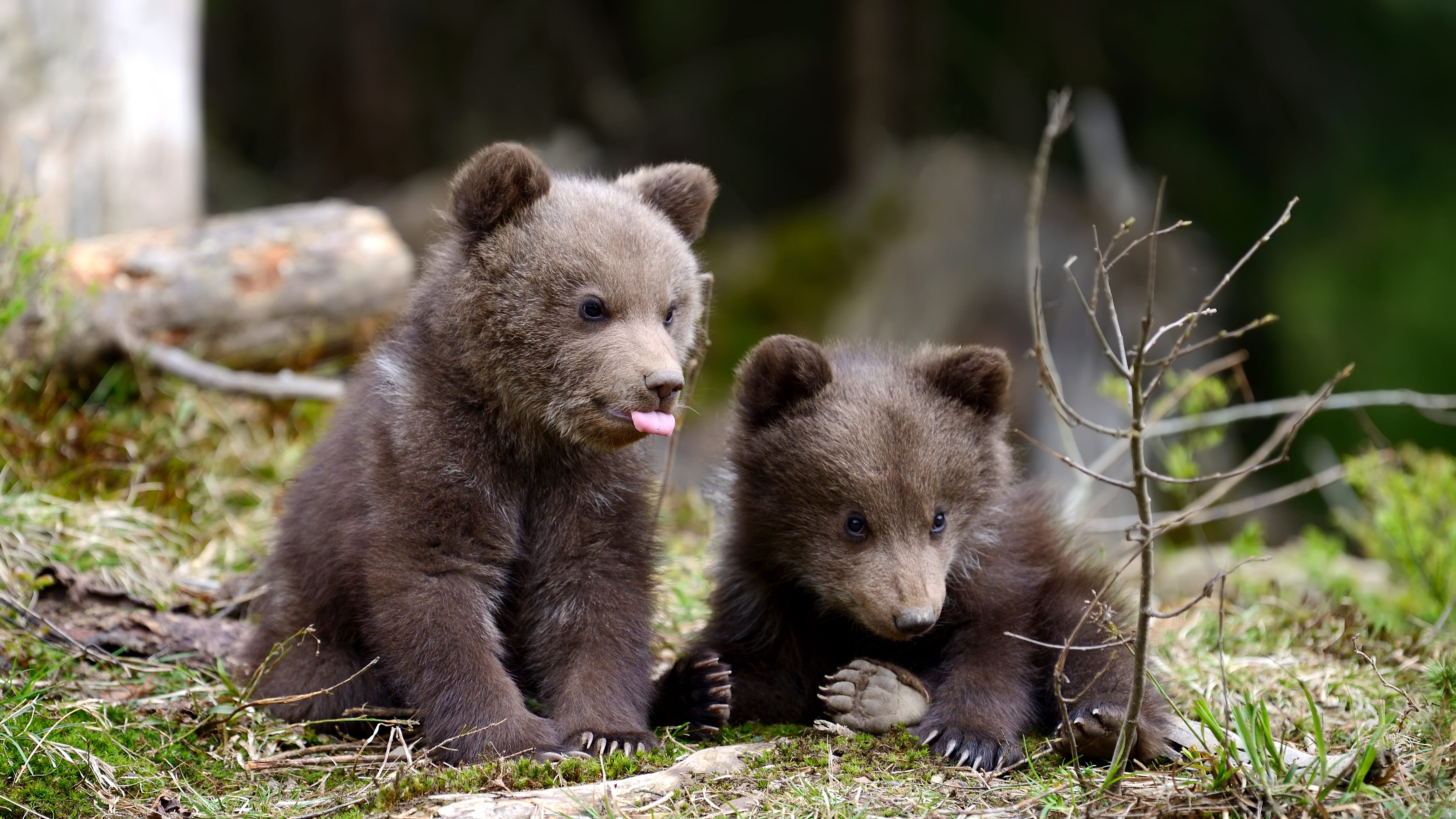 Orphaned bear cubs making progress in returning to wild, San Diego Humane Society says