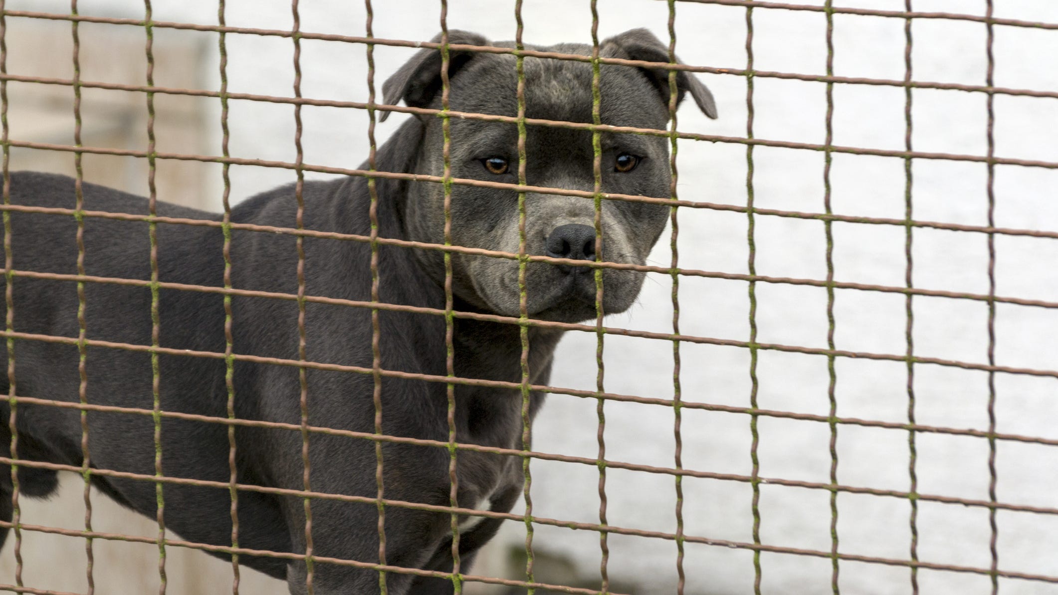 Man arrested for breeding more than 100 pit bulls for dog fighting