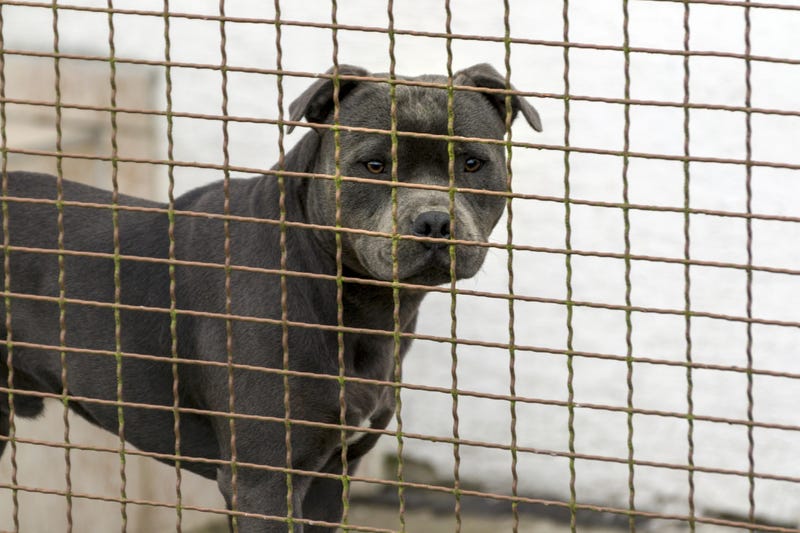 Pit bull being held in a cage. 