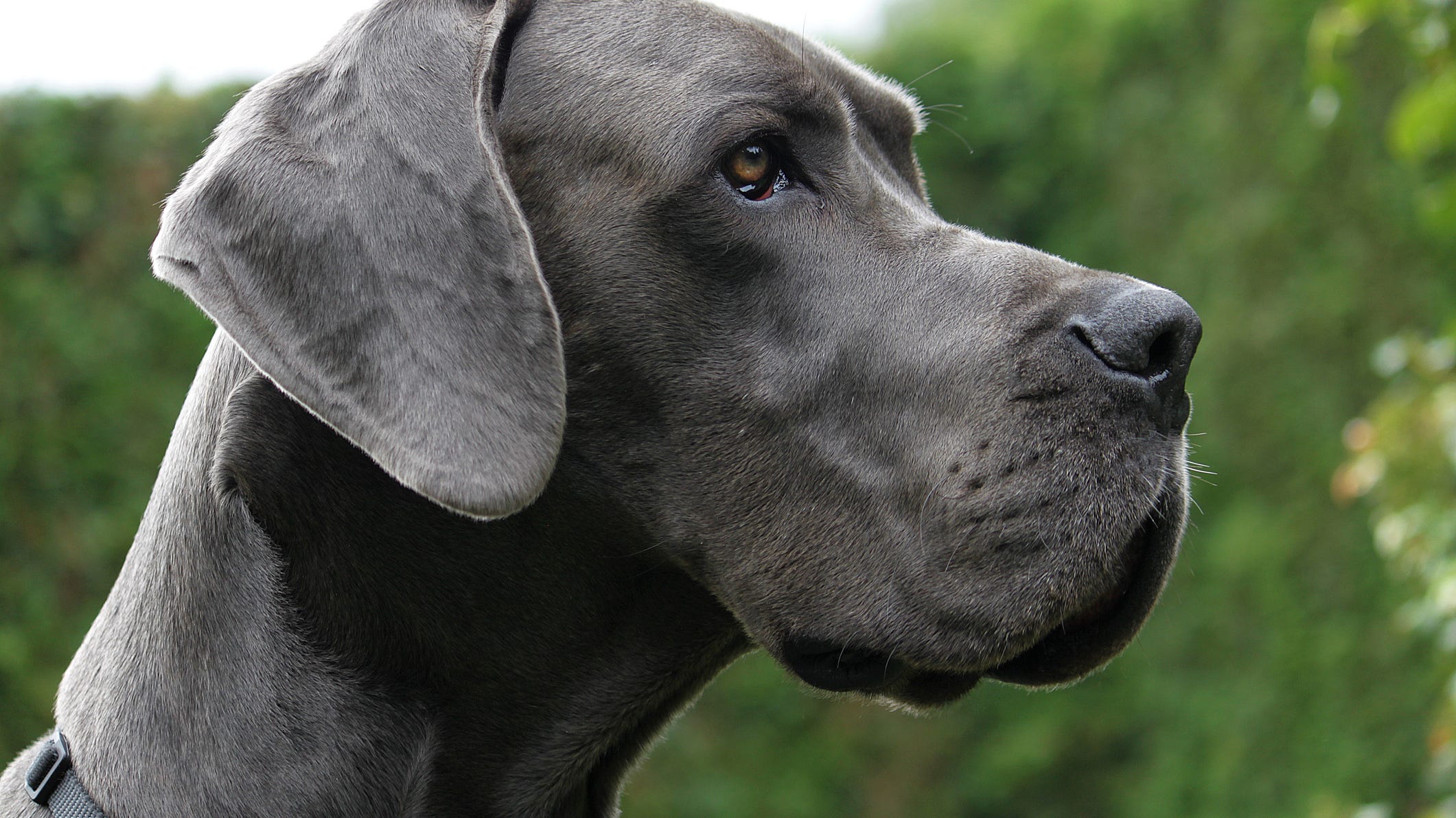 Therapy Dog Visits the Windows of Senior Residents Amid Coronavirus Crisis