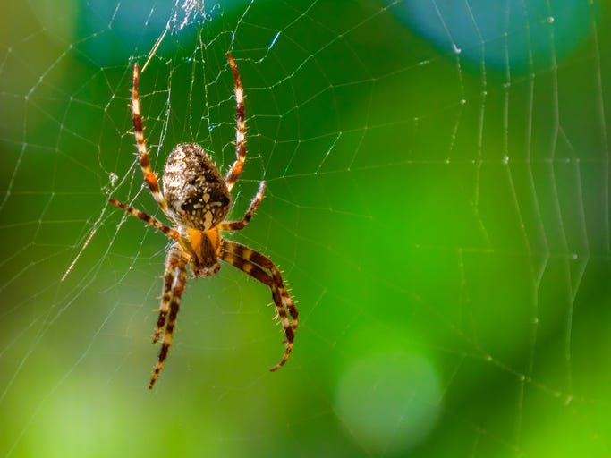 Spider