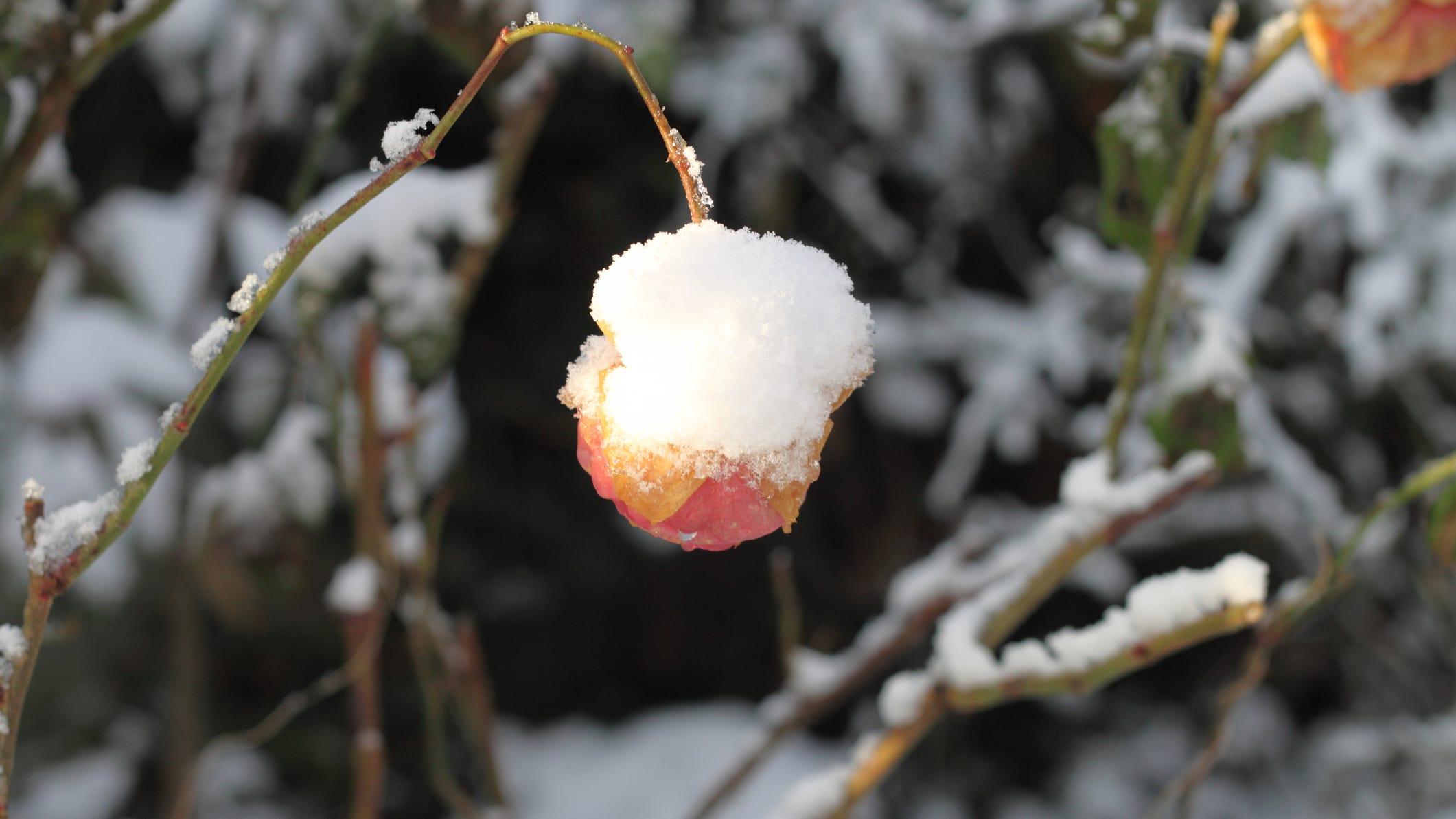 Paul Douglas' Weather Headlines: First snow, end of the growing season and classifying "snow events"