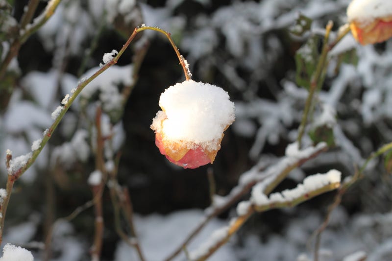 Snow, plants
