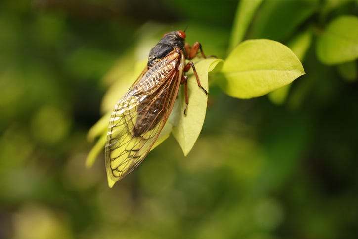 Cicadas emerge 