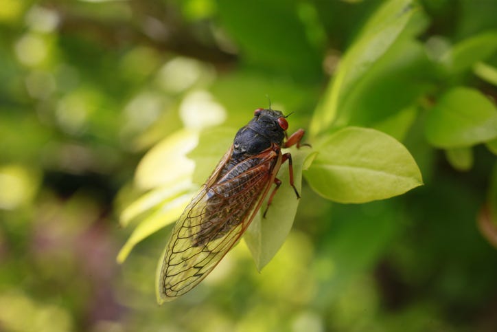 Cicada