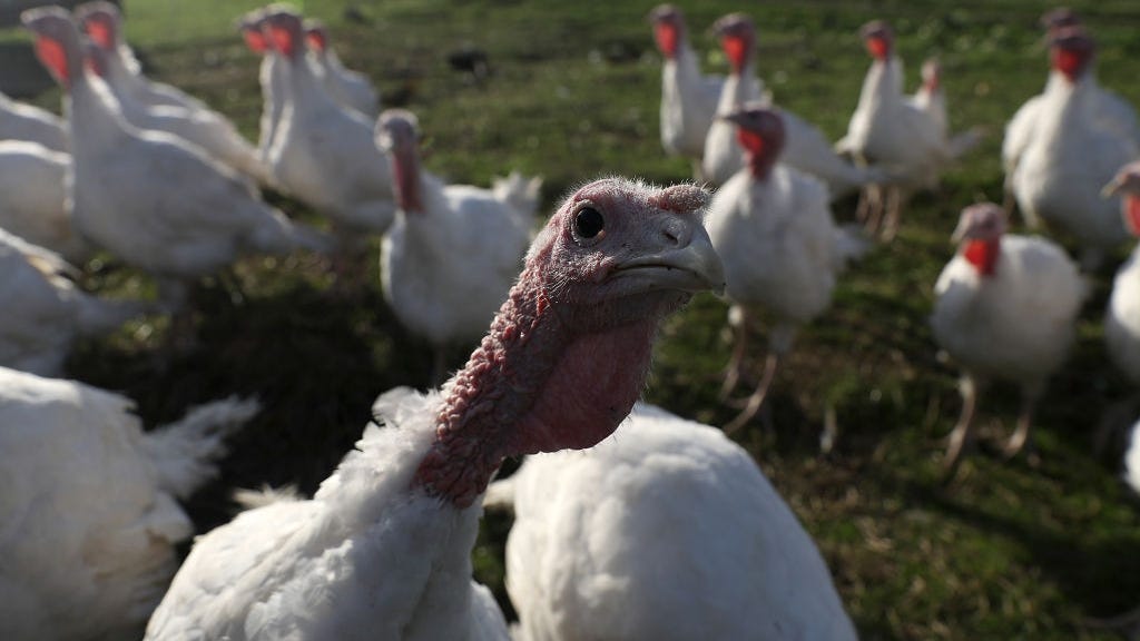 Minnesota sees first cases of avian flu as state hopes to avoid repeat of 2015 breakout