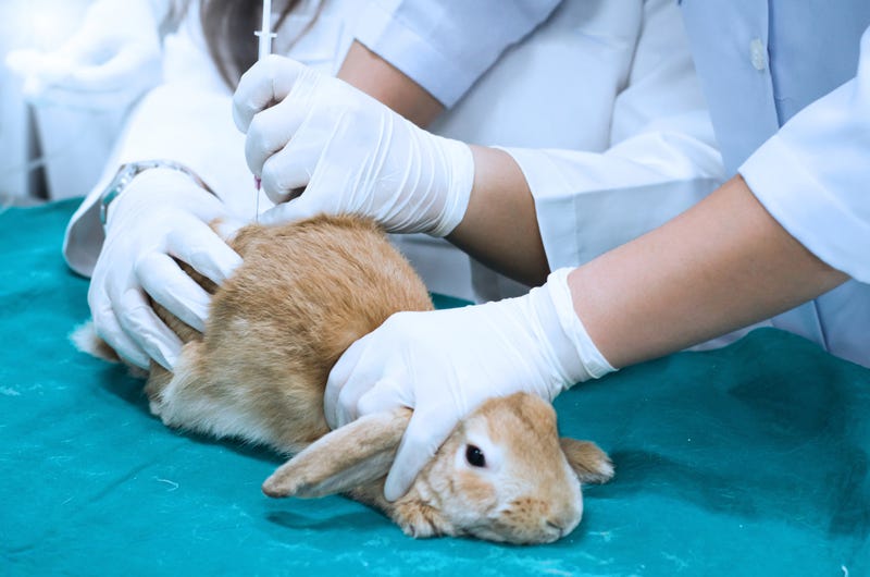 testing on rabbit