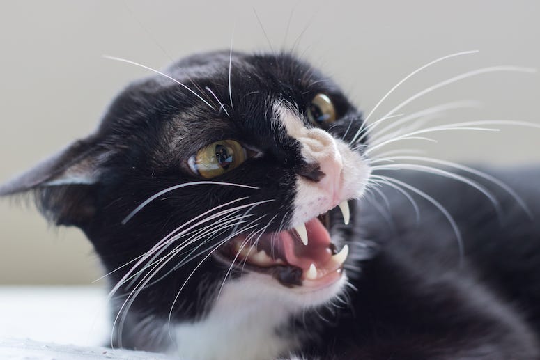 Angry cat hissing
