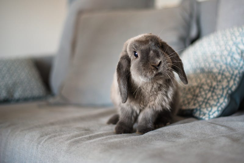 rabbit