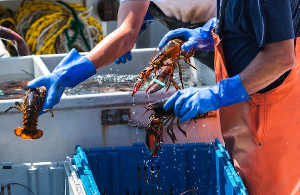 Maine Lobsters being sorted on a fishing boat