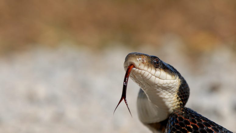 Woman finds live snake hiding on shelf of baked beans