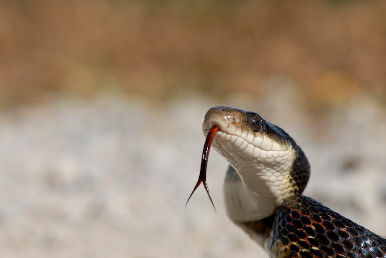 Western Rat Snake with tongue out