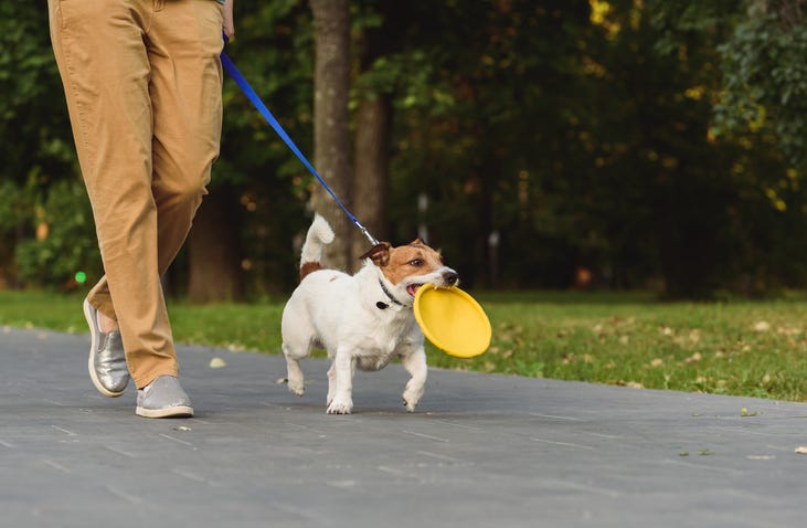 Dog park
