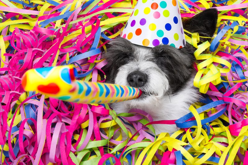 dog celebration