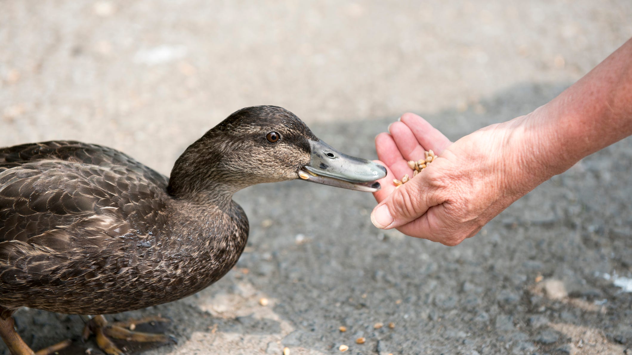Dana & Parks: HOA sues couple for $250K for feeding ducks