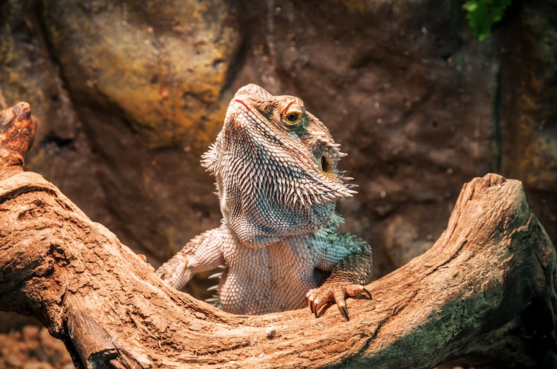 Smuggled reptiles intended for Texas