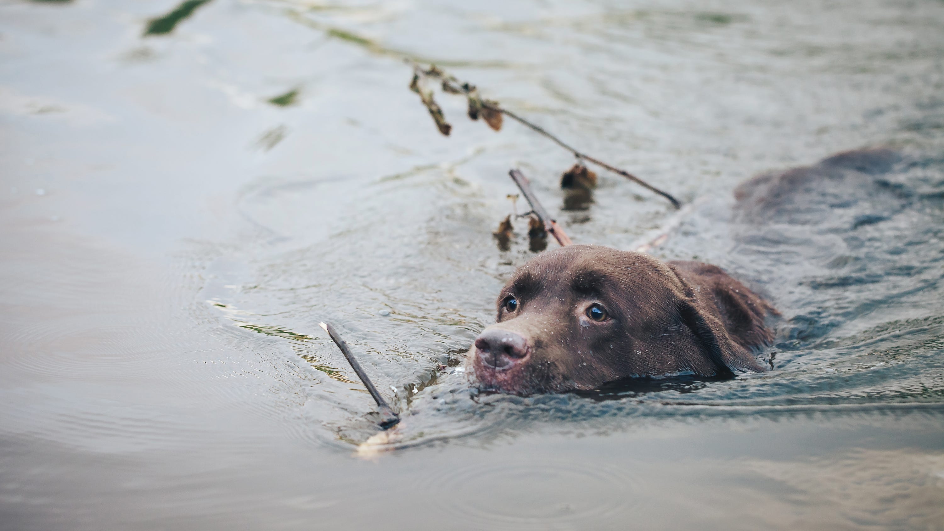 Police rescue puppy drowning in the ocean after spotting his nose above water