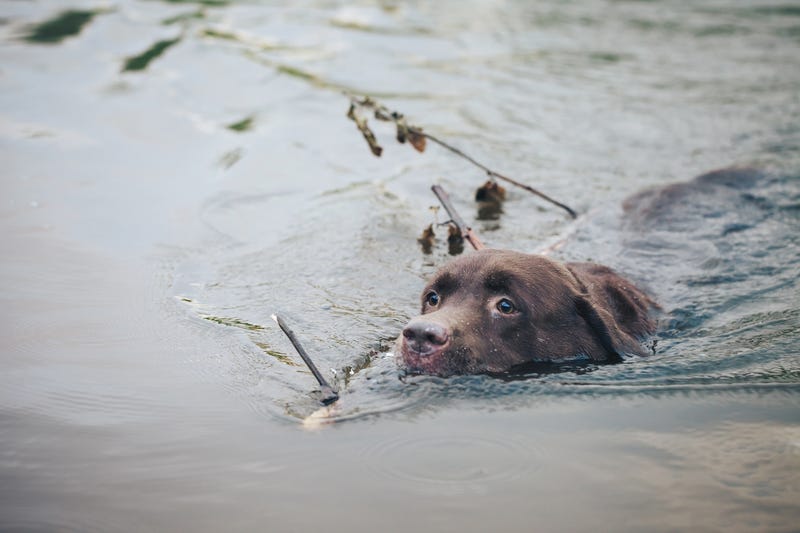 cute redhead corgi dog puppy swims in the lake