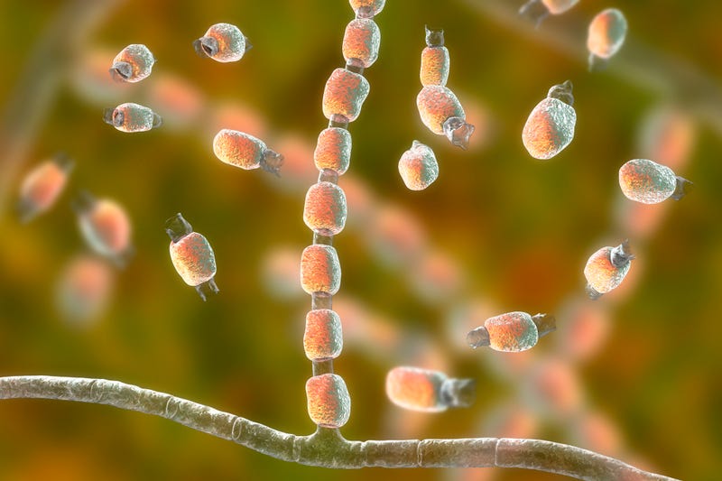 FILE - 3D illustration showing fungal arthroconidia. Pathogenic fungi that reside in soil and can cause infection coccidioidomycosis, or Valley fever