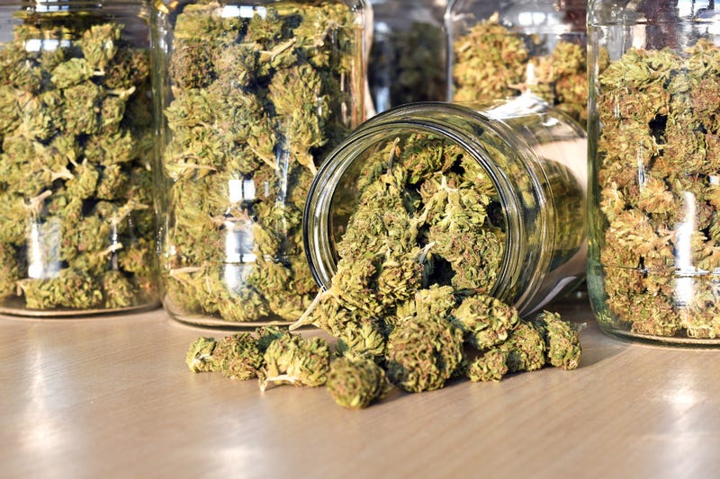 Dry and trimmed cannabis buds.